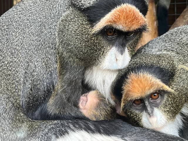 Fife Zoo welcomed the baby monkey earlier this month (Pic: Fife Zoo)