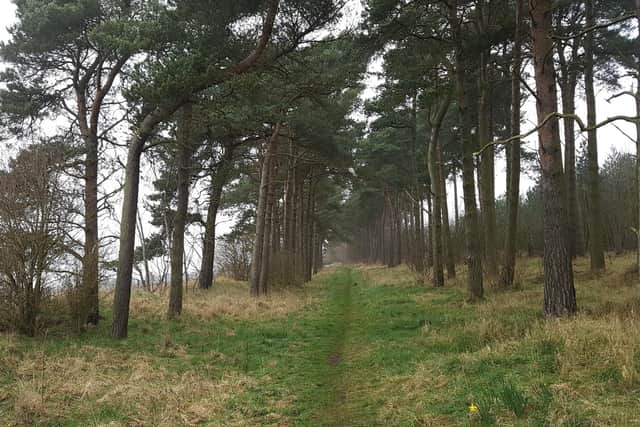 Holly's new single was inspired by the natural beauty of Tentsmuir Forest in Fife.