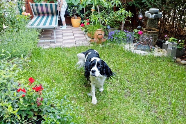 We want our pets to be able to enjoy their outdoor space safely, but some plants are dangerous to our beloved companions. While many plants are perfectly safe, others can range from mildly irritating to potentially lethal. To avoid illness, or worse, get rid of any plants that may harm your pet. These include irises, hydrangeas, daffodils, lilies and herbs (English pennyroyal mint, parsley, etc.).