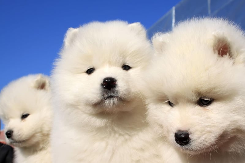 The Samoyed is a breed traditionally used in Siberia to herd animals. Rare in the UK, they have a deep love of human companionship and excitably greet strangers into their home - making for very poor guard dogs.