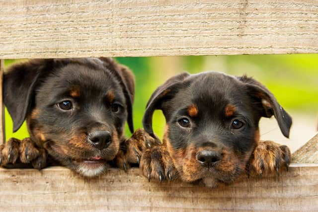 Councillors in Fife have welcomed new legislation designed to curb the recent increase in illegal dog and puppy sales.
