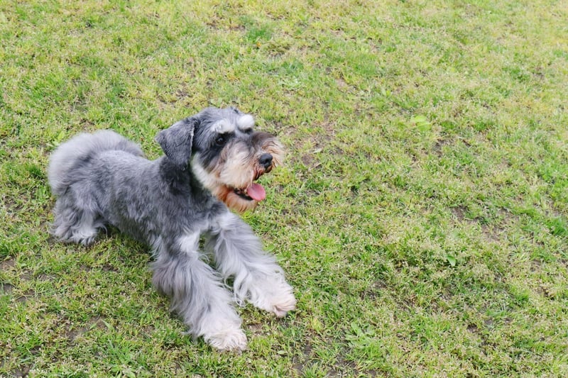 The Miniature Schnauzer needs lots of play to keep them happy and will join in with everybody's games at the park - whether they are welcome or not. They are also very territorial, potentially creating a ruckus if a stranger so much as looks at their house. Plenty of exercise is the best way to keep them calm.