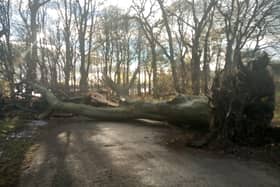 Fallen trees in Ravenscraig Park, Kirkcaldy