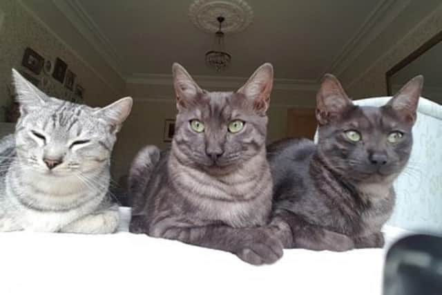 Smoke, centre, went missing in 2018 but has now been reunited with his owners five years on thanks to his microchip.  Smoke is pictured with brothers Silver and Charcoal.  (pic: submitted)