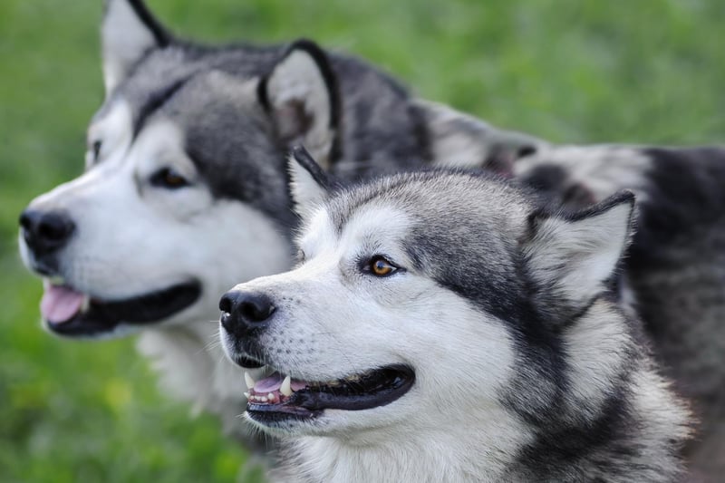 Another dog bred to withstand chilly temperatures in its icy homeland, the Alaskan Malamute has thick long hair that sheds constantly for much of the year.