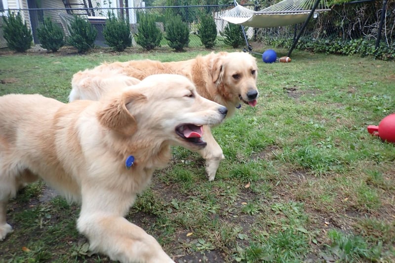 Golden Retrievers, like their Labrador Retriever cousins, instantly want to become every other dog's best friend. The only difficulty comes when they meet a dog that doesn't want to play - they genuinely don't understand why other pups wouldn't swiftly fall in love with them.