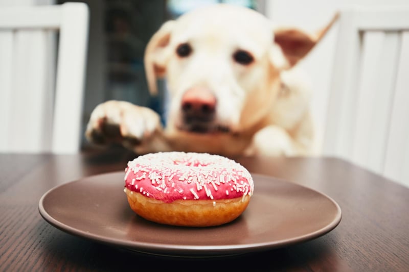 Most dogs seem to be pretty much permanently hungry, so it's amazing that only 38 per cent of owners report their dog stealing food from across the house, including kitchen counters and handbags. We imagine this figure rises to 99 per cent for Labrador owners.