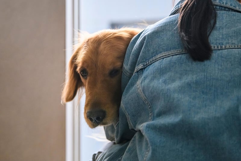 What's true for the Labrador Retriever is usually also the case for its close cousin the Golden Retriever - including this dog's need for constant company and affection from its human family.
