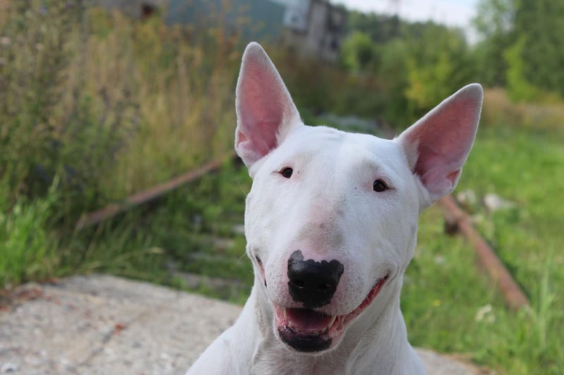 The Bull Terrier is another dog with 'distinctive' features. Fans of the breed love their bullet-shaped head and constant grin.