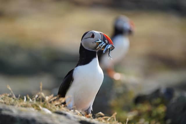 Puffins with sandeels | Pic Catriona Webster
