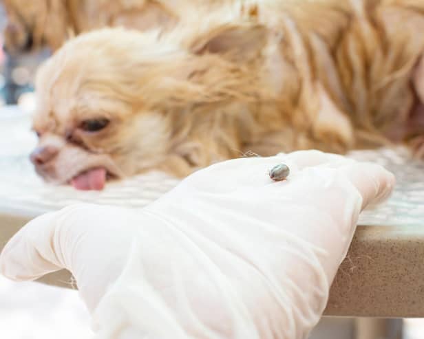 Summer is the time of year when ticks are most likely to be a problem for your four-legged friend.