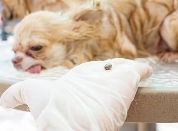 Summer is the time of year when ticks are most likely to be a problem for your four-legged friend.