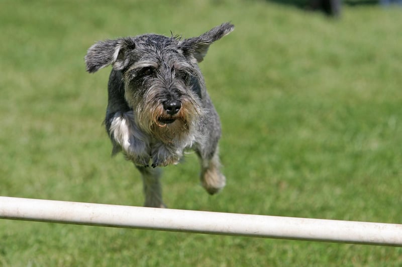 Ruby completes the top 10 most common Miniature Schnauzer names. From the precious gemstone of the same name, it simply means 'red'.