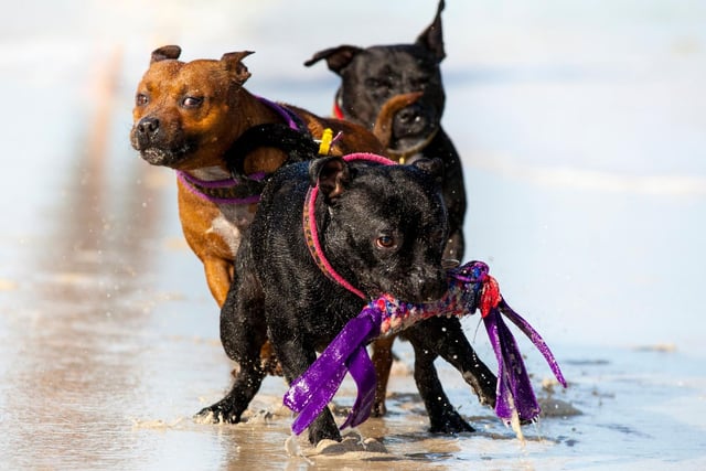 Staffordshire Bull Terriers get on famously with children - another reason they make such a good family pet. They are often nicknamed 'Nanny Dogs' due to their habit of looking after and playing with youngsters.