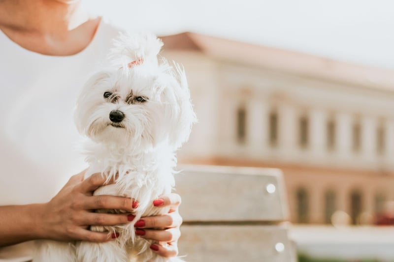 The Maltese has been a beloved companion dog for centuries - the ancient Greeks and Romans were even known to build dedicated tombs for their departed pets. They will happily curl up on your lap for hours.