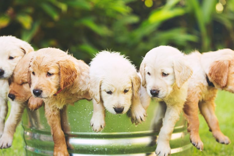 Most Golden Retriever owners will agree that their pets behave like puppies well into adulthood. There's a scientific reason for this - Golden Retrievers mature more slowly than most breeds of dog.