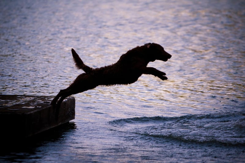Chesapeake Bay Retrievers, often known as 'Chessies', have an oily double-coat that retains heat and is water-resistant - perfect for long swims in cold water. They can happily spend hours in the sea, a lake or a river.