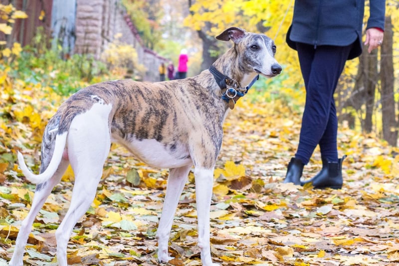 Despite their speedy reputation, Greyhounds are fairly docile and lazy dogs that are happy to laze around as long as they get one decent walk a day. For a teen that is uncertain or nervous about training a puppy, a rescue Greyhound can make a great pre-housetrained pet.