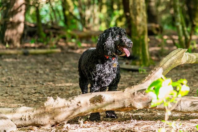 Kirkcaldy photographer Paul Adams took pics of local dogs to raise money for the Cottage Family Centre in fundraising photo shoots near his home. Pic: Paul Adams Photography.