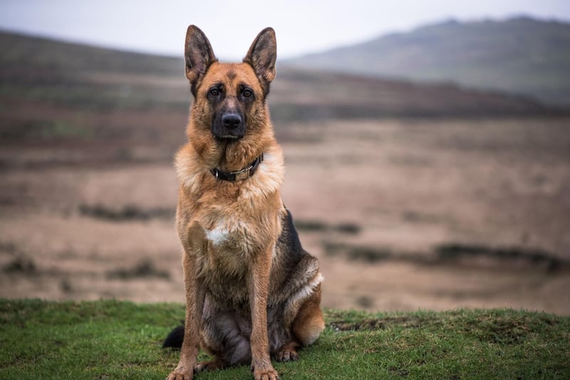 There's not much a German Shepherd can't do - they are brilliant at most things, from being guard dogs to being emotional support animals - but living in a flat is well outwith their comfort zone. They are easily bored, need regular outdoor time and can be very noisy.