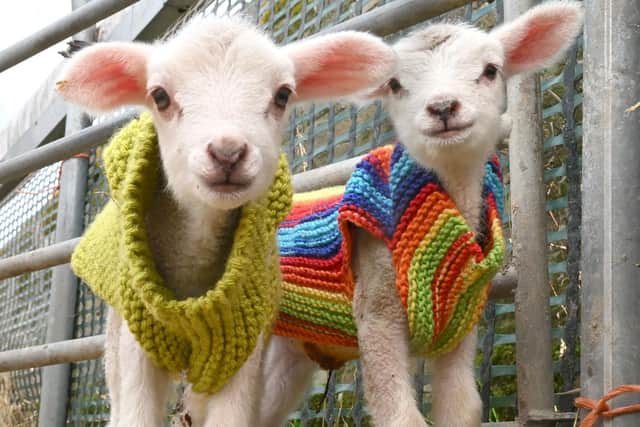 The first new-born lambs of 2023 wear their new coats (Pic: Anthony Devlin)