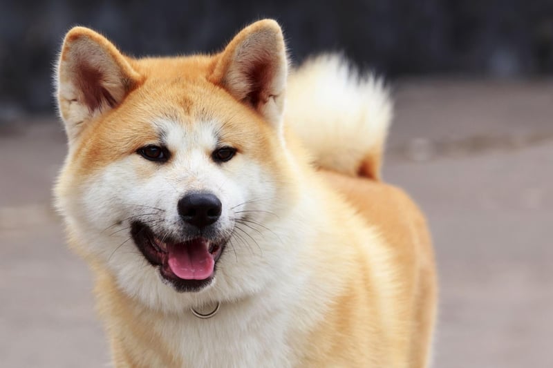 In their Japanese homeland, the Akita is a symbol of good health, happiness, and longevity. A small Akita charm or statue is often given as a 'get well soon' gift, or to new parents to wish their baby good health in the future.