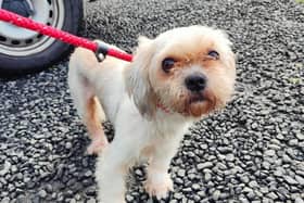 The dog was taken to kennels in Fife