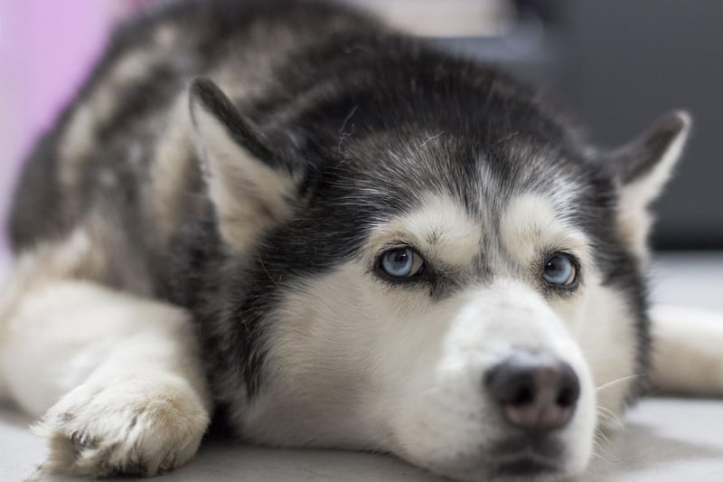 The fiecely-independent Siberian Husky can become destructive if not given enough room - and may even try to escape. They also have a habit of howling when not happy, making their displeasure clear to people for miles around.