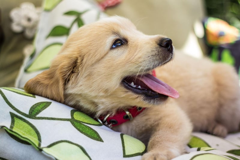 Bella is the eighth top choice for Golden Retriever owners. It fits the attractive breed very well indeed - meaning 'beautiful' in multiple languages, including Italian, Spanish, Portuguese, Greek and Latin.