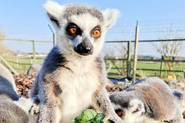 Endangered Ring-tailed Lemurs were able to enjoy the fruit and veg courtesy of Morrisons