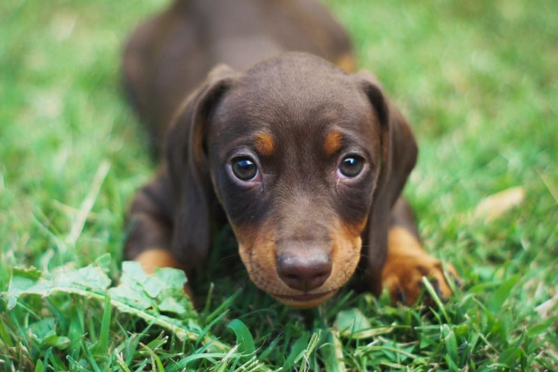 Many new Dachshund owners expect their pets to be easy-going pups happy to chill on the couch while they go out. As they quickly discover, the opposite is true, with the average sausage dog taking out their extreme loneliness on furniture, carpets, and even walls.