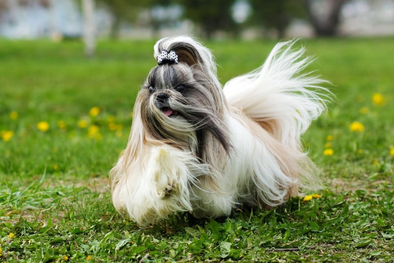 The Shih Tzu nearly became extinct during the Chinese communist revolution. The death of Dowager Empress Tzu Hsi, who supervised the world's larget breeding programme of the dog, was the main reason. Every Shih Tzu in the world now can be traced back to the 14 dogs that survived the regime change.
