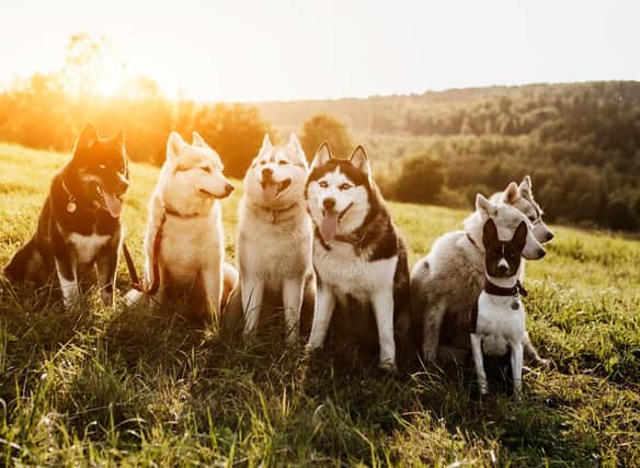 Huskies are one of the breeds of dog best suited to outdoor living.