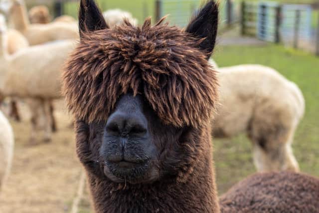 Angus is just one of the alpacas you could meet at Bowbridge Alpacas.