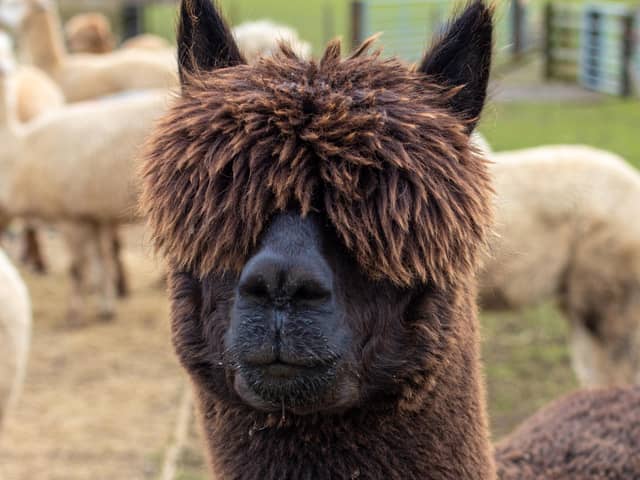 Angus is just one of the alpacas you could meet at Bowbridge Alpacas.
