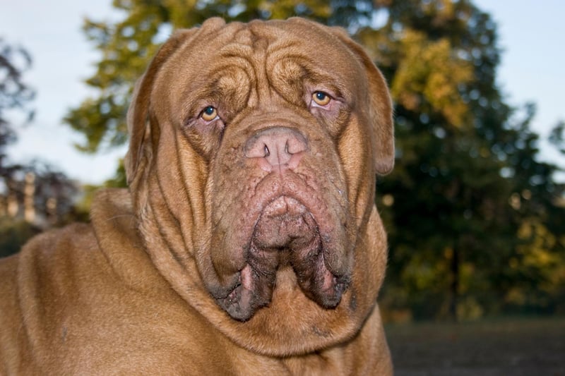 The Dogue de Bordeaux is a gentle giant originally used for hunting in France. They drool pretty much all the time and are only suitable for those of us lucky enough to have large homes. A Dogue de Bordeaux starred in comedy film 'Turner and Hooch', continually slobbering over co-star Tom Hanks.