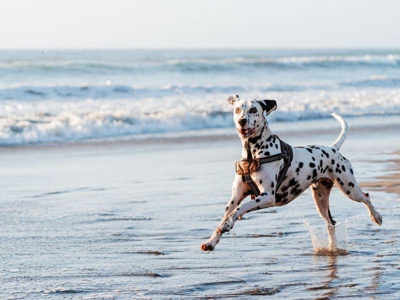 The Dalmation's love for play was used to great effect when they used to perform for delighted circus audiences. Now the spotty dogs are more likely to entertain their human family with their spirited antics.