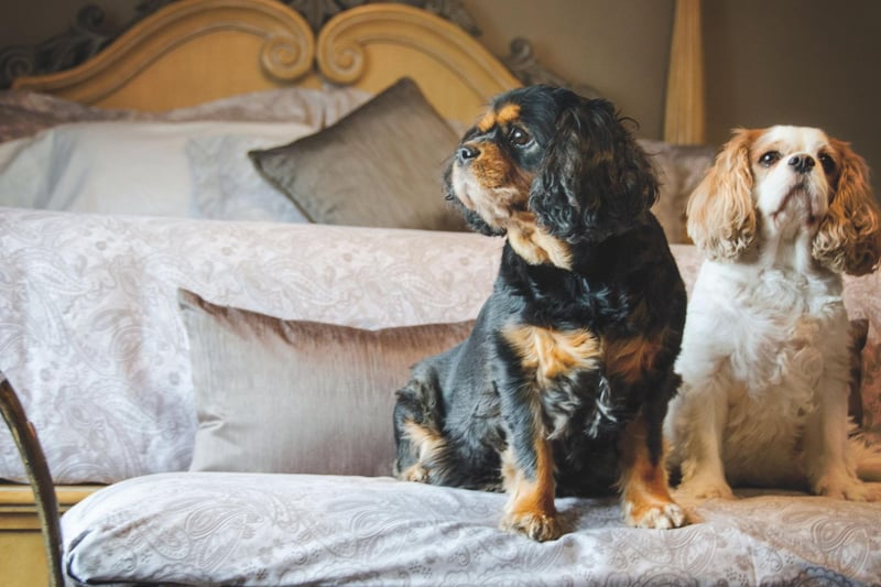 The first recorded Cavalier KIng Charles Spaniel didn't arrive in the USA until 1956. It was brought over from the UK by breeders W. Lyon Brown and Elizabeth Spalding.