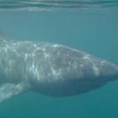 Basking sharks have been reported off the Fife coast, prompting a warning from police to people to stay away (Stock Pic: Scottish National Heritage)