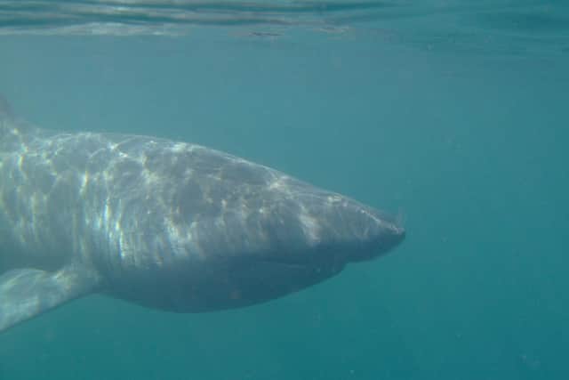 Basking sharks have been reported off the Fife coast, prompting a warning from police to people to stay away (Stock Pic: Scottish National Heritage)