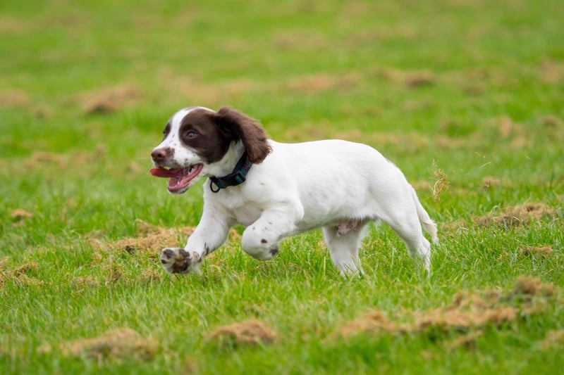 English Springer Spaniels are pretty smart - in fact they are officially the 13th most intelligent breed of dog.