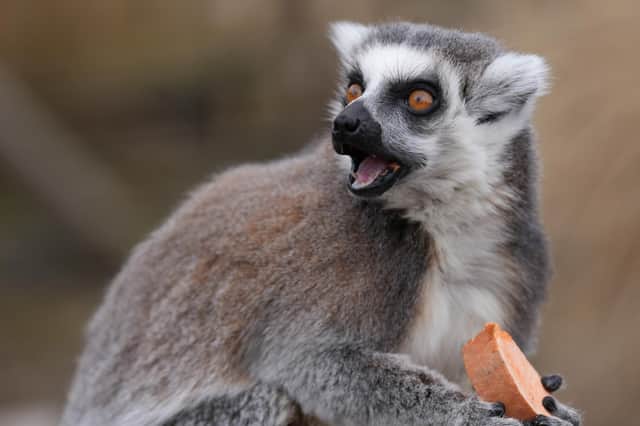Feeding time for the ring-tailed lemurs