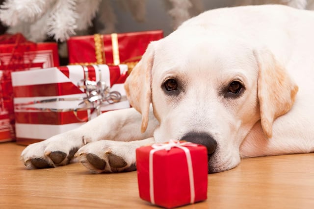 Many dog owners will want to spoil their dogs on Christmas day but beware of getting gifts for your dog that could be harmful. Avoid the festively coloured rawhide chews on sale in shops at this time of year as they can be a choking hazard for dogs, and some even contain chemicals that can be dangerous for dogs. When picking toys and balls for your dog, make sure they are appropriate in size so they can’t be swallowed, and remove any broken toys before they become a hazard.