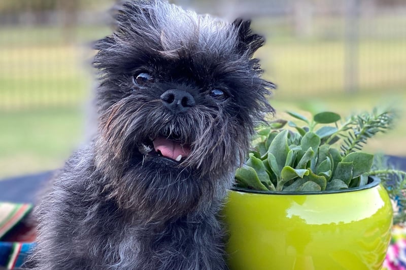 The Affenpinscher is a German breed whose name means 'monkey-dog'. The mix of canine and simian looks makes for a wonderfully strange and oddly cute dog.