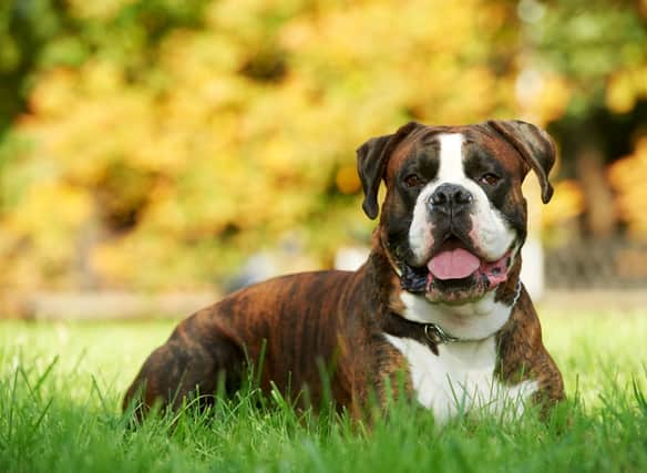 How much do you know about the adorable Boxer dog breed?