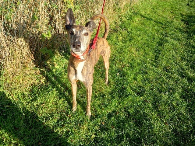 Toby is a handsome boy who loves a good run around and a quick ear scratch. Although he is older, his age does not slow him down.