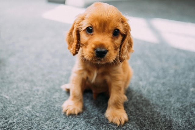 Taking the final podium spot when it comes to puppy popularity is the Cocker Spaniel. Like the Labrador, they are a gun dog - by far the UK's most popular breed group.