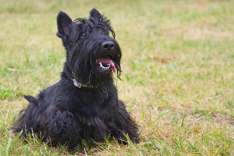 More popularly called the Scottie dog, the Scottish Terrier had 656 registrations in 2021 - up from 466 in 2020.