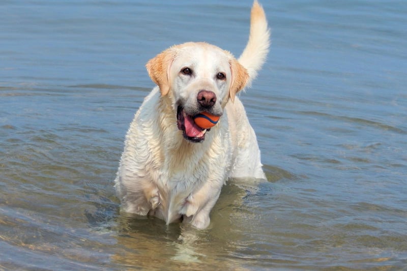 Originally bred to help fishermen recover nets, ropes and fish from the chilly waters of the North Atlantic, the Labrador Retriever still loves to fetch things. As anybody who has ever thrown a ball or stick for a Lab will know, you'll tire of the game long before they do.