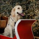 Dobbies is bringing Santa Paws to its Fife store (Pic: Stuart Attwood)


Picture by Stewart Attwood

All images © Stewart Attwood Photography 2022.  All other rights are reserved. Use in any other context is expressly prohibited without prior permission. No Syndication Permitted.